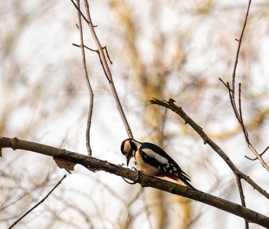 Pic épeiche Dendrocopos major - Great Spotted Woodpecker