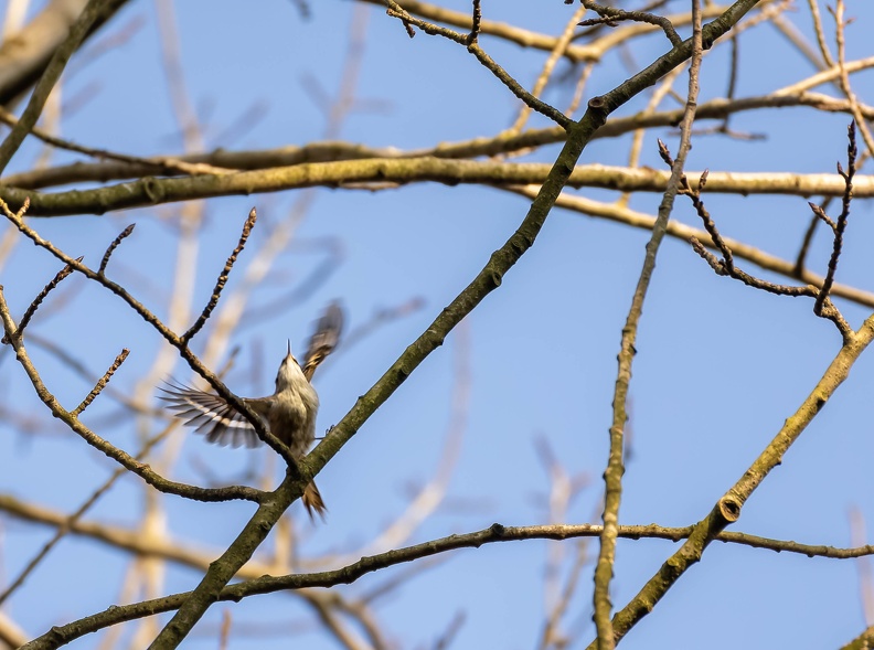 Grimpereau des jardins Certhia brachydactyla - Short-toed Treecreeper