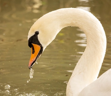  Cygne tuberculé Cygnus olor - Mute Swan