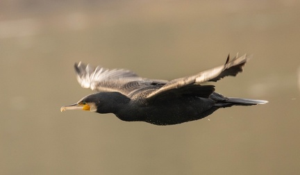 Grand Cormoran Phalacrocorax carbo - Great Cormorant