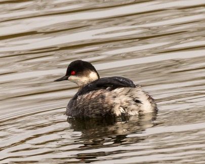 Grèbe à cou noir Podiceps nigricollis - Black-necked Grebe