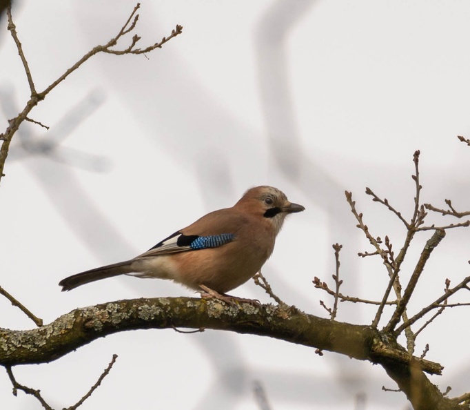  Geai des chênes Garrulus glandarius - Eurasian Jay