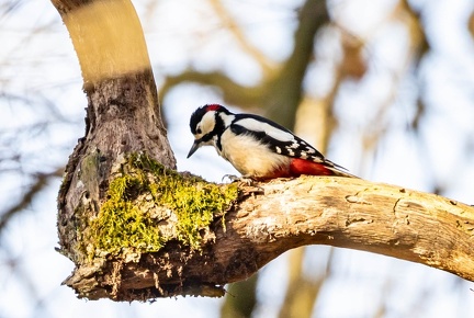 Pic épeiche Dendrocopos major - Great Spotted Woodpecker