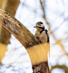 Pic épeiche Dendrocopos major - Great Spotted Woodpecker