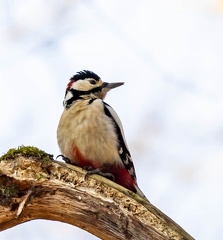 Pic épeiche Dendrocopos major - Great Spotted Woodpecker