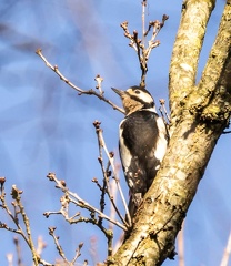 Pic épeiche Dendrocopos major - Great Spotted Woodpecker