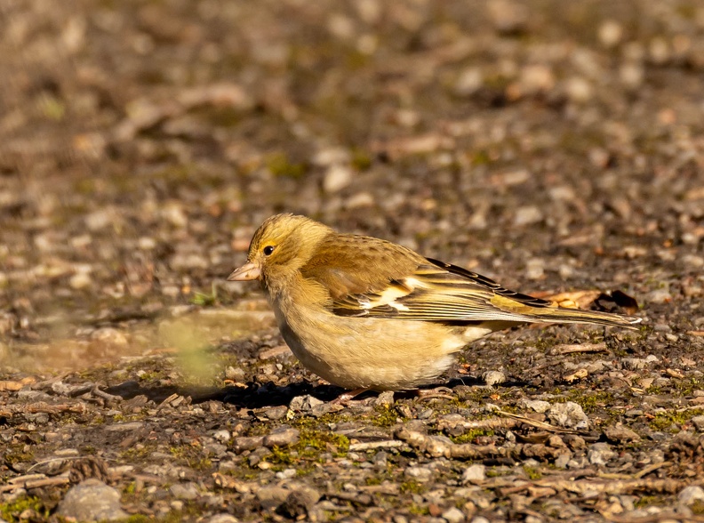 Pinson des arbres Fringilla coelebs - Eurasian Chaffinch