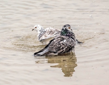 pigeon voyageur -  Pigeon biset Columba livia - Rock Dove