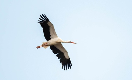 Cigogne blanche Ciconia ciconia - White Stork