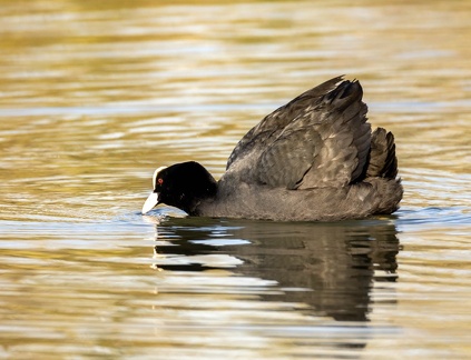 Foulque macroule Fulica atra - Eurasian Coot