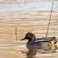 Sarcelle d'hiver Anas crecca - Eurasian Teal