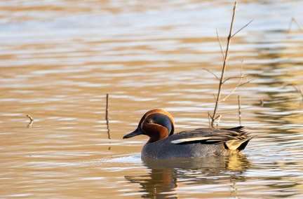 Sarcelle d'hiver Anas crecca - Eurasian Teal