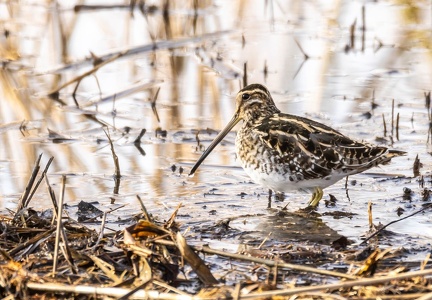 Bécassine des marais Gallinago gallinago - Common Snipe