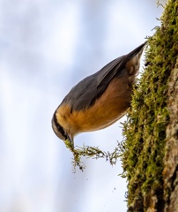 Sittelle torchepot Sitta europaea - Eurasian Nuthatch