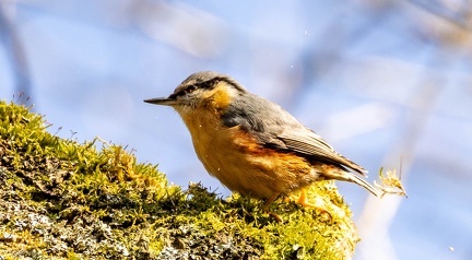 Sittelle torchepot Sitta europaea - Eurasian Nuthatch