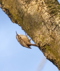 Grimpereau des jardins Certhia brachydactyla - Short-toed Treecreeper