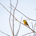 Verdier d'Europe Chloris chloris - European Greenfinch