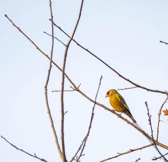 Verdier d'Europe Chloris chloris - European Greenfinch