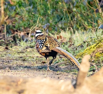  Faisan vénéré Syrmaticus reevesii - Reeves's Pheasant