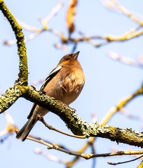 Pinson des arbres Fringilla coelebs - Eurasian Chaffinch