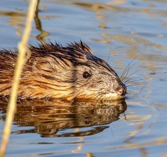  Rat musqué Ondatra zibethicus