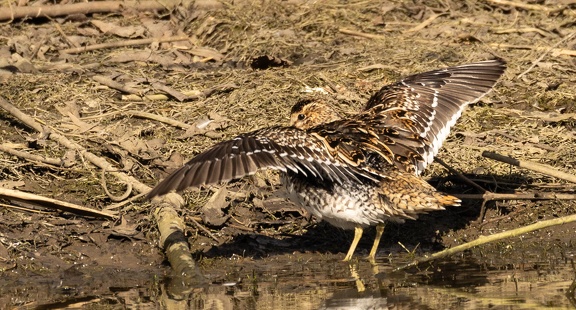 Bécassine des marais Gallinago gallinago - Common Snipe