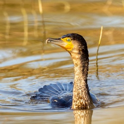 suliformes