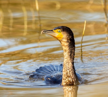 Grand Cormoran Phalacrocorax carbo - Great Cormorant