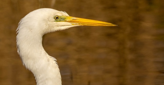 Grande Aigrette Ardea alba - Great Egret