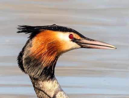 Grèbe huppé Podiceps cristatus - Great Crested Grebe