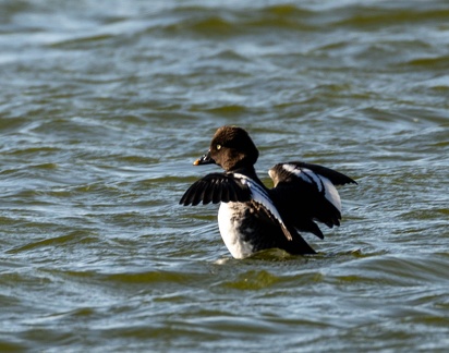 Garrot à oeil d'or Bucephala clangula - Common Goldeneye