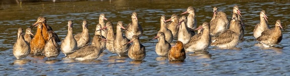  Barge à queue noire - Limosa limosa Black-tailed Godwit