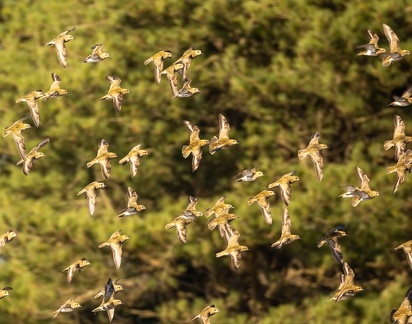 Pluvier doré Pluvialis apricaria - European Golden Plover