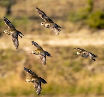 Pluvier doré Pluvialis apricaria - European Golden Plover