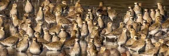 Pluvier doré Pluvialis apricaria - European Golden Plover