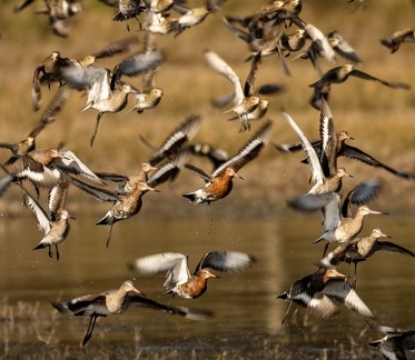 Barge à queue noire - Limosa limosa Black-tailed Godwit