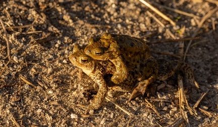 crapaud commun