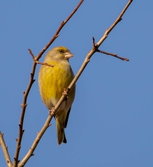Verdier d'Europe Chloris chloris - European Greenfinch