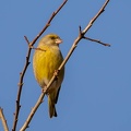 Verdier d'Europe Chloris chloris - European Greenfinch