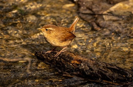 Troglodyte mignon Troglodytes troglodytes - Eurasian Wren