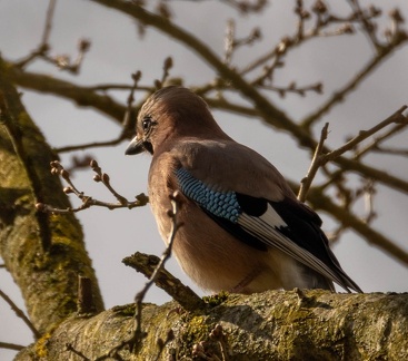 Geai des chênes Garrulus glandarius - Eurasian Jay