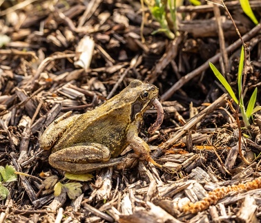 Grenouille rousse  Rana temporaria
