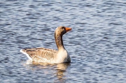 Oie cendrée Anser anser - Greylag Goose