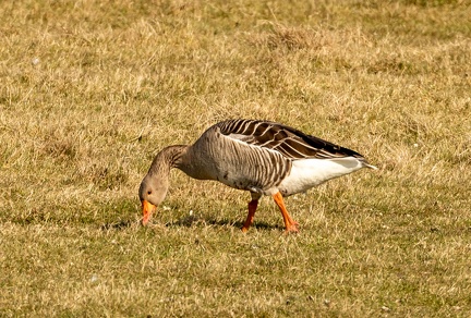 Oie cendrée Anser anser - Greylag Goose