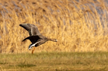 Oie rieuse Anser albifrons - Greater White-fronted Goose