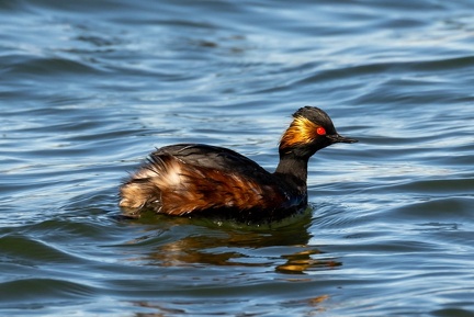 Grèbe à cou noir Podiceps nigricollis - Black-necked Grebe