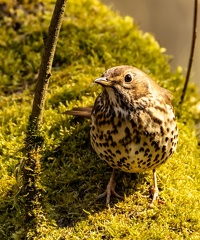 Grive musicienne Turdus philomelos - Song Thrush