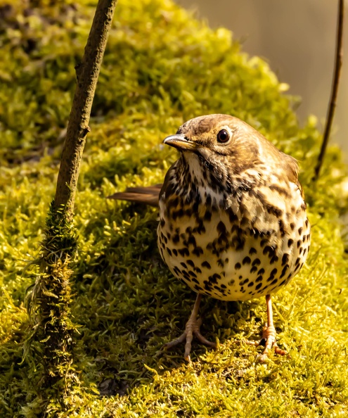 Grive musicienne Turdus philomelos - Song Thrush