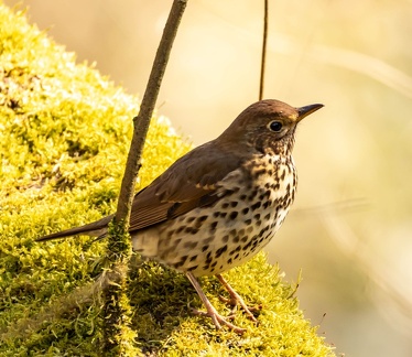 Grive musicienne Turdus philomelos - Song Thrush