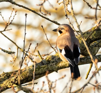 Geai des chênes Garrulus glandarius - Eurasian Jay